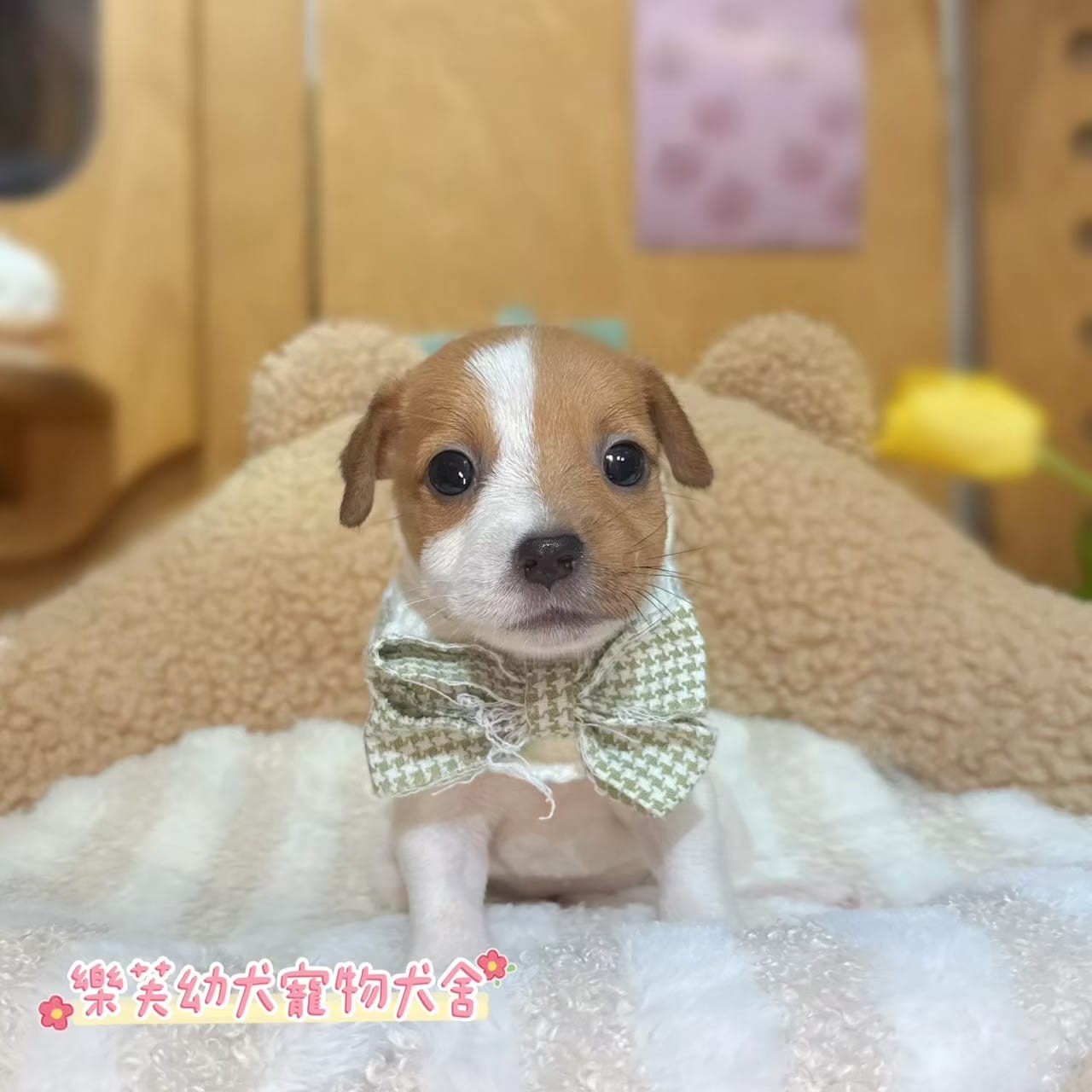 傑克羅素-樂芙幼犬寵物犬舍