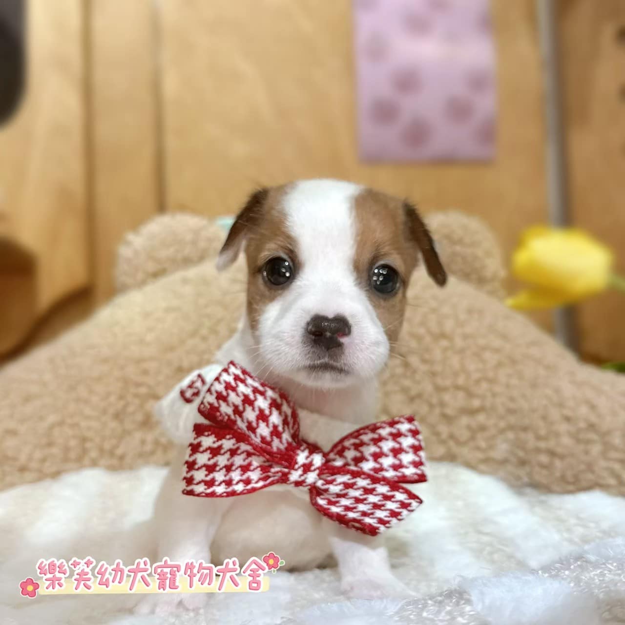 傑克羅素-樂芙幼犬寵物犬舍
