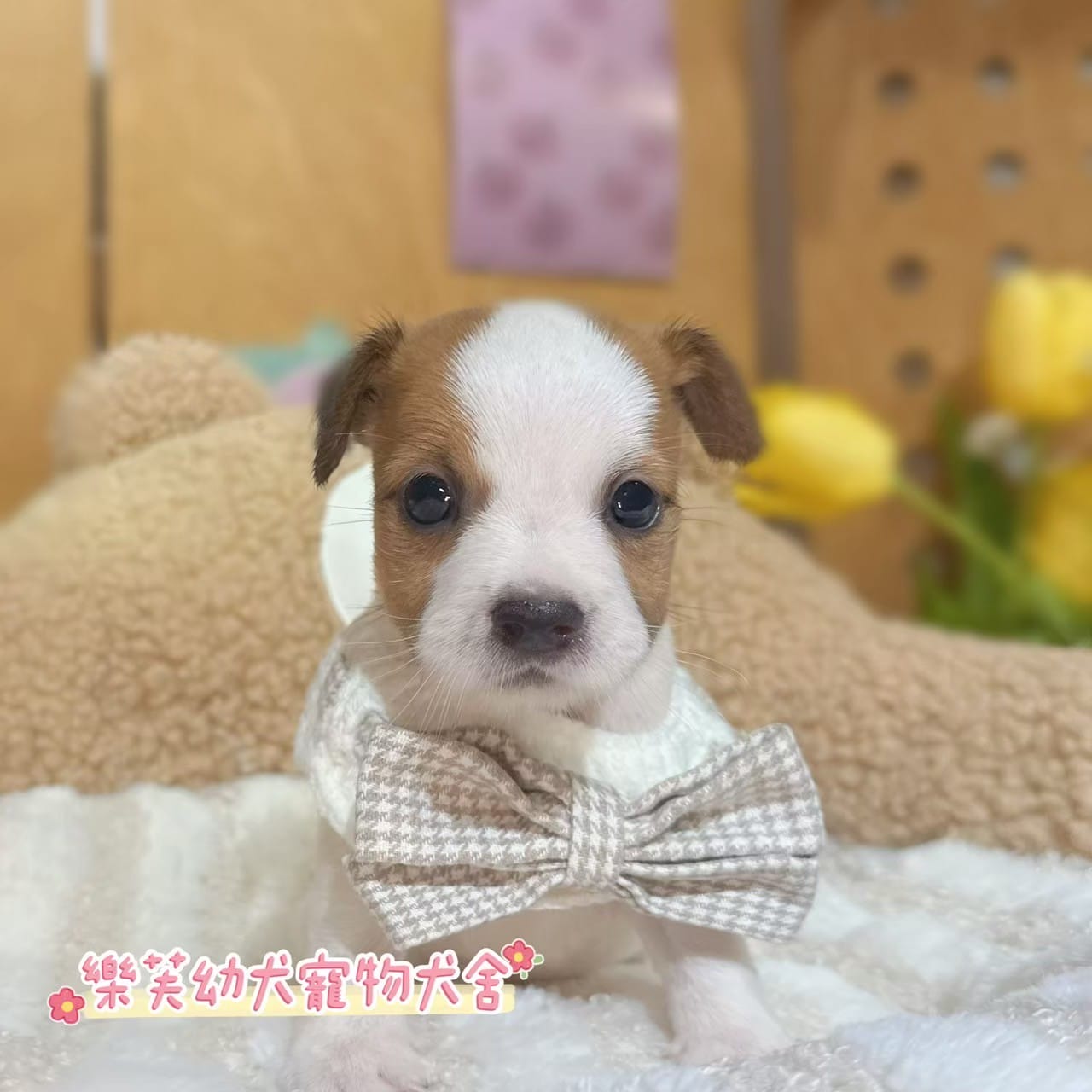 傑克羅素-樂芙幼犬寵物犬舍