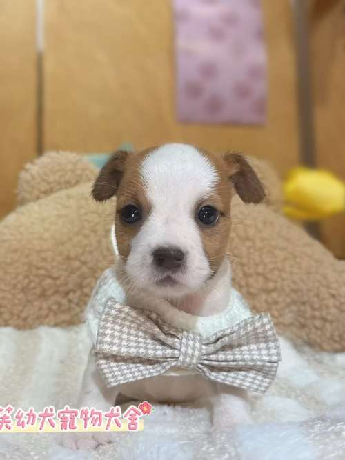 傑克羅素-樂芙幼犬寵物犬舍