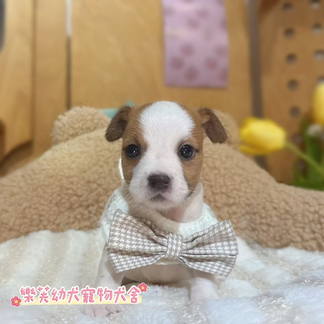 傑克羅素-樂芙幼犬寵物犬舍
