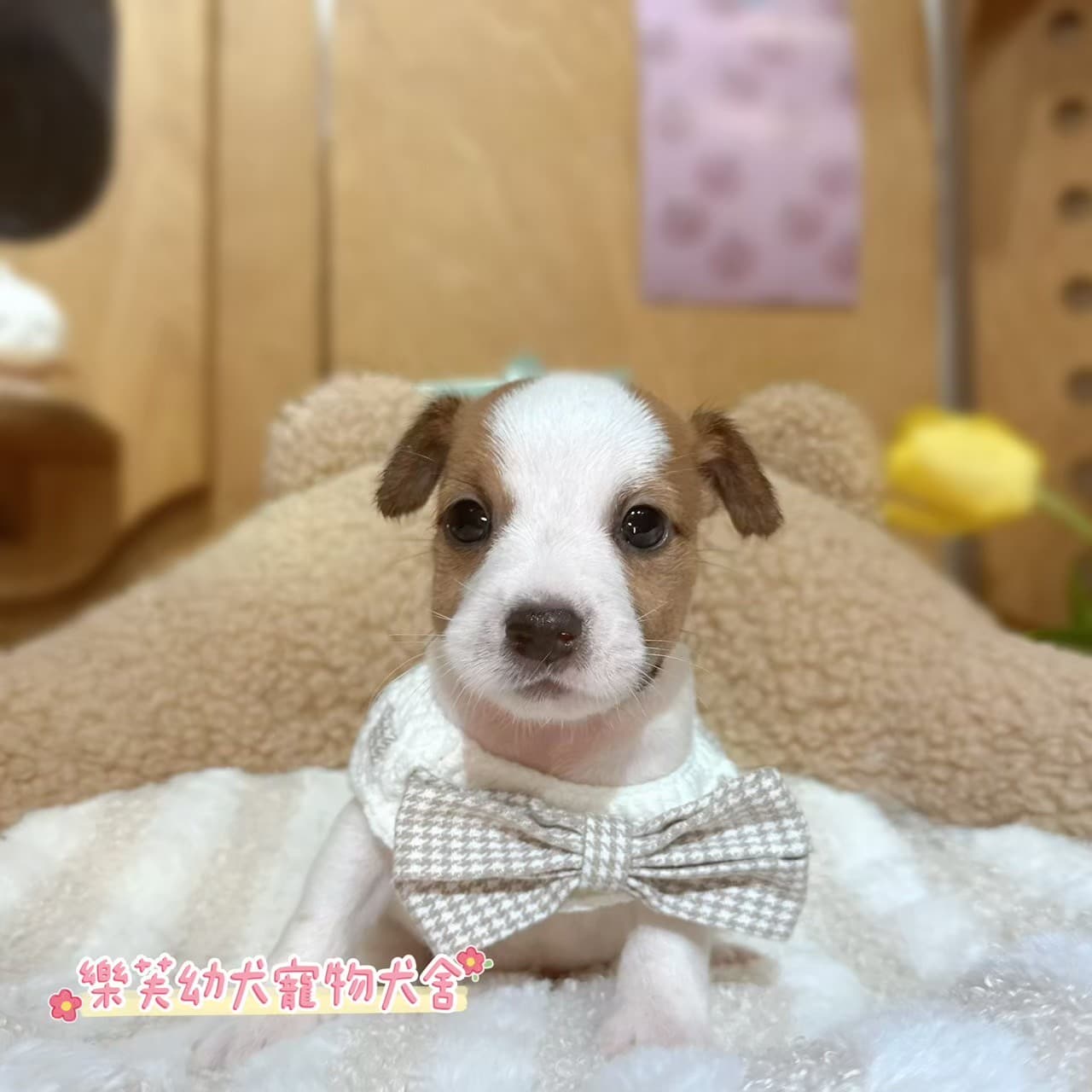 傑克羅素-樂芙幼犬寵物犬舍