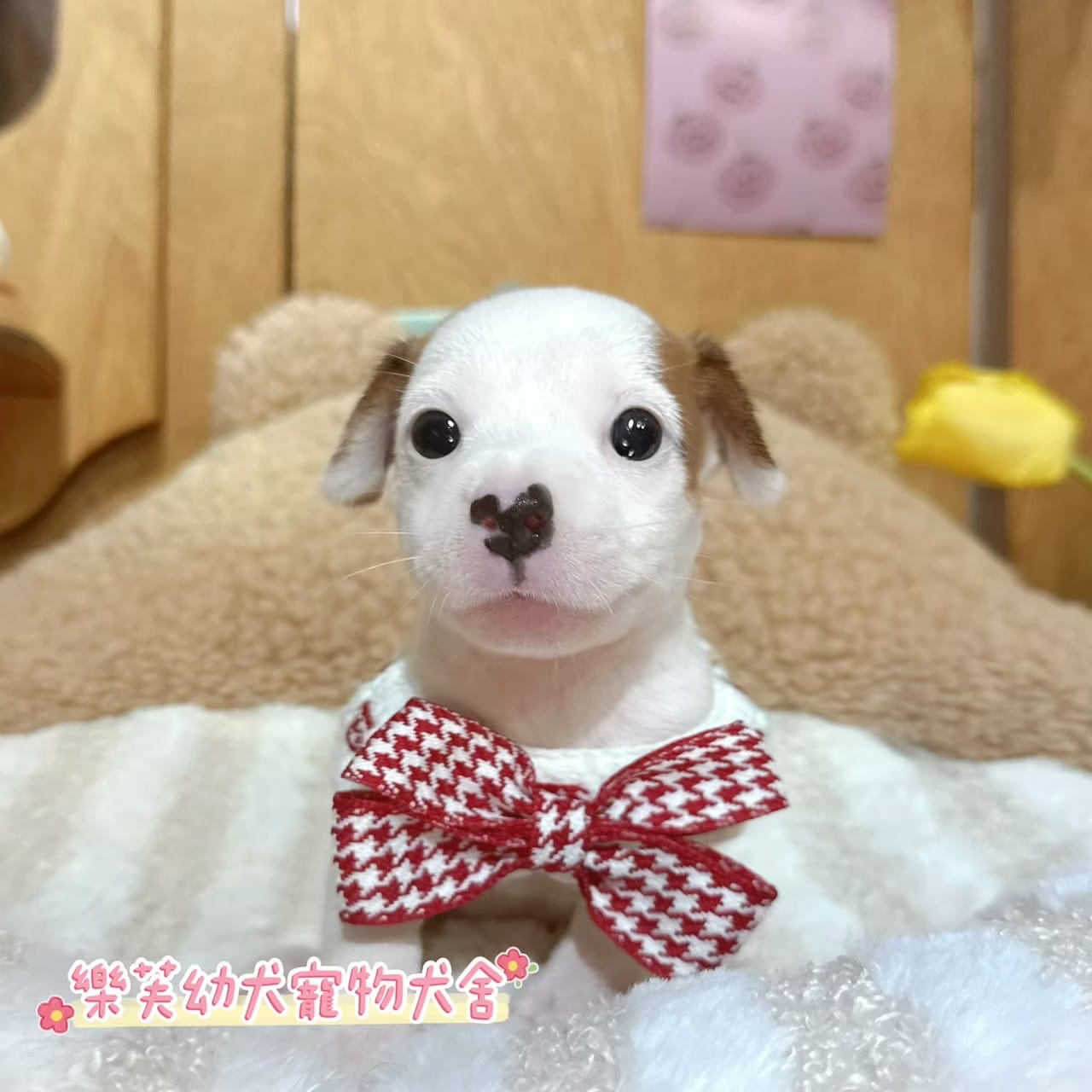 傑克羅素-樂芙幼犬寵物犬舍