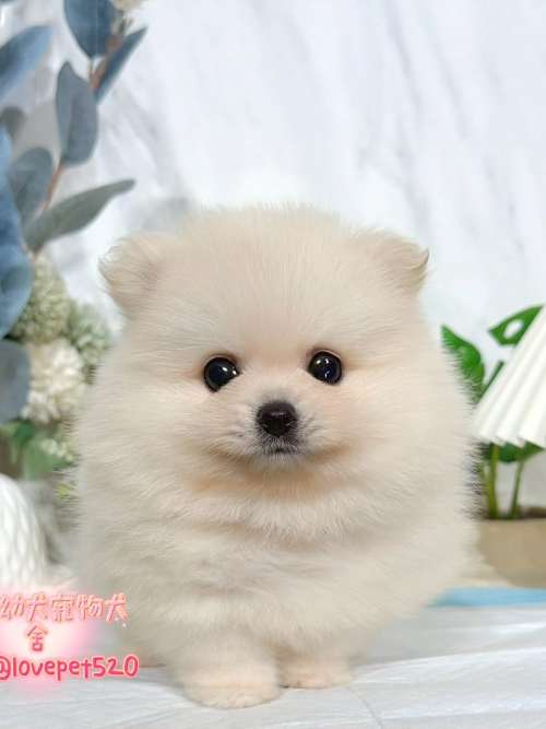 博美犬-樂芙幼犬寵物犬舍 博美犬-樂芙幼犬寵物犬舍