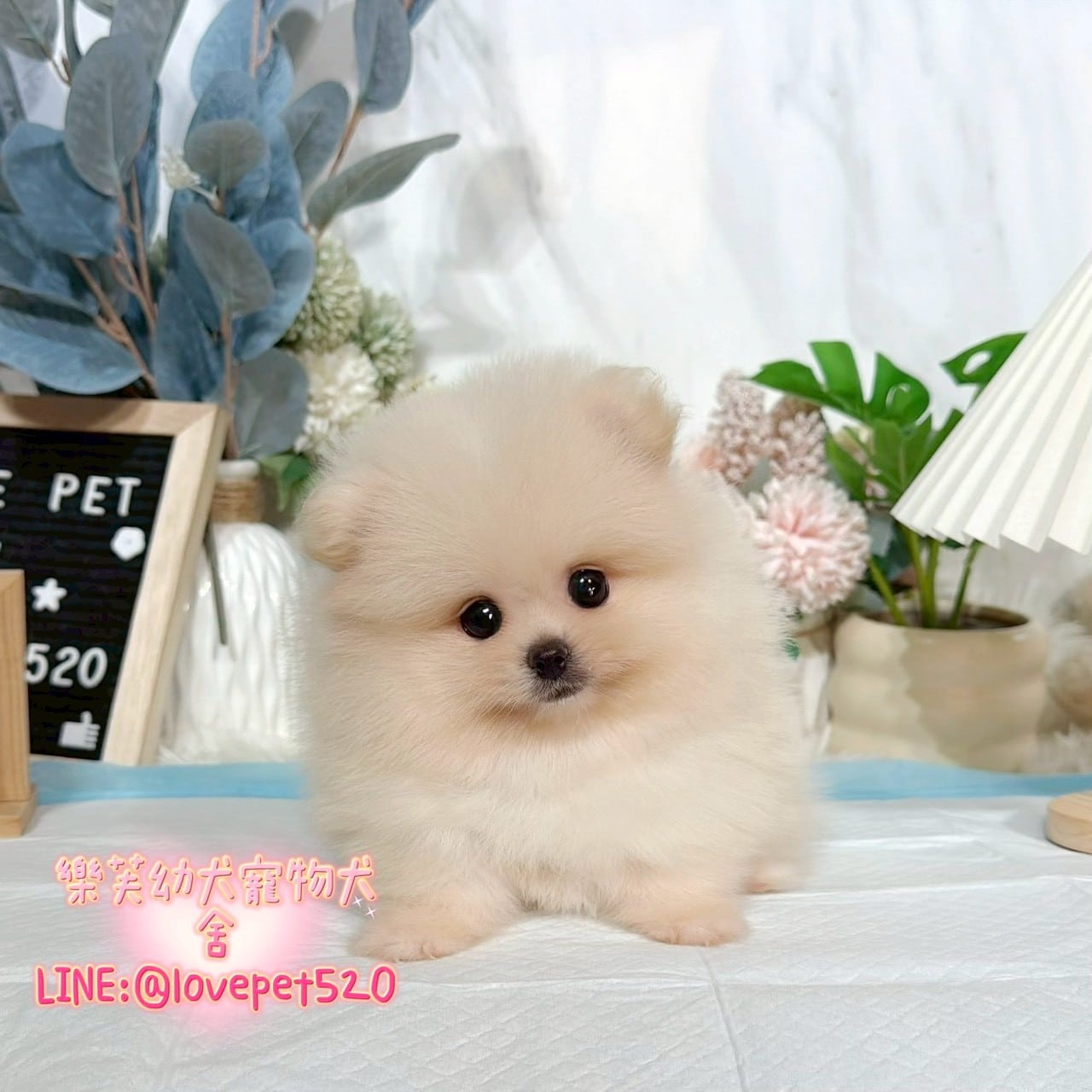 博美犬-樂芙幼犬寵物犬舍