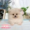 博美犬-樂芙幼犬寵物犬舍