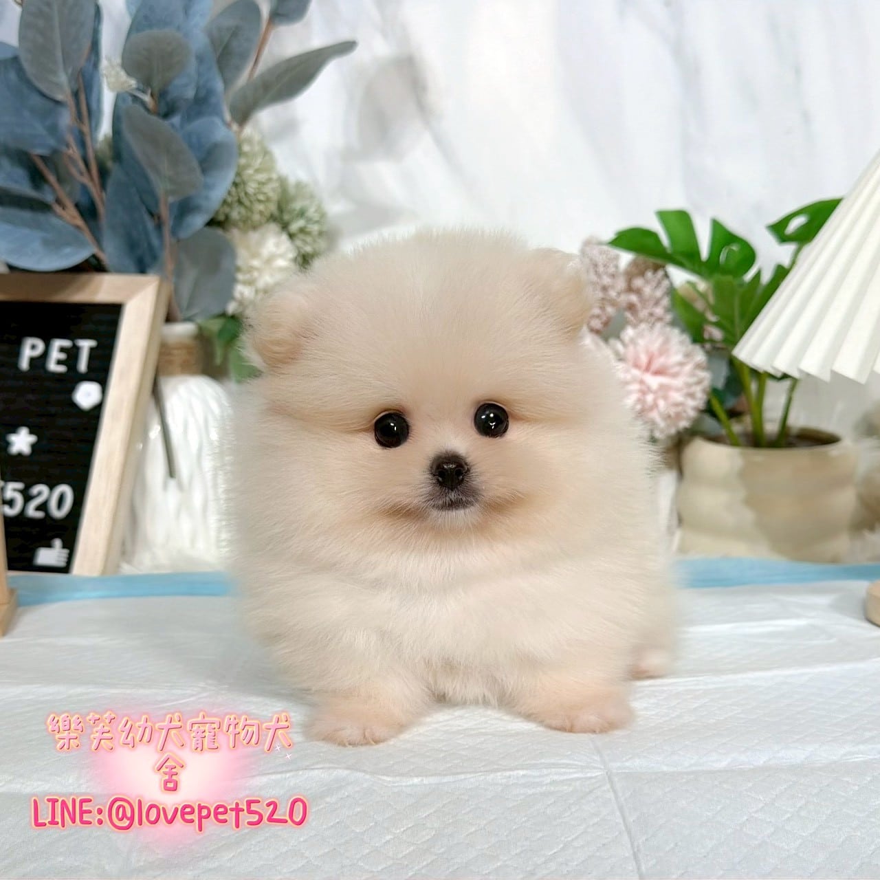博美犬-樂芙幼犬寵物犬舍