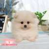 博美犬-樂芙幼犬寵物犬舍