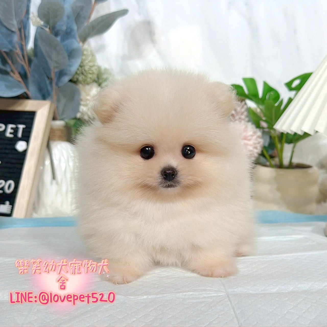 博美犬-樂芙幼犬寵物犬舍