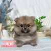 博美犬-樂芙幼犬寵物犬舍