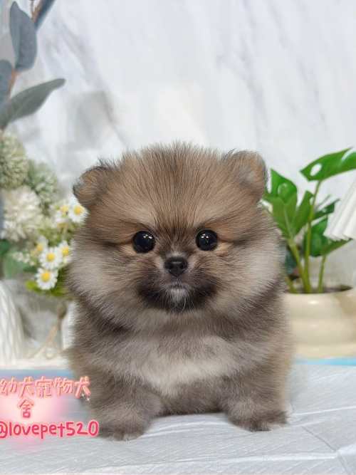 博美犬-樂芙幼犬寵物犬舍 博美犬-樂芙幼犬寵物犬舍