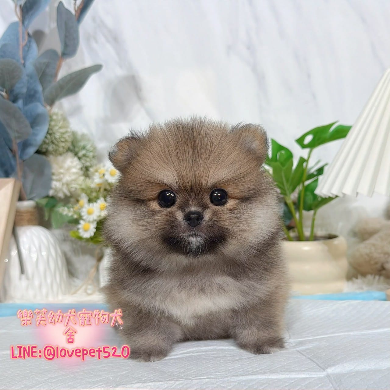 博美犬-樂芙幼犬寵物犬舍