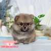 博美犬-樂芙幼犬寵物犬舍
