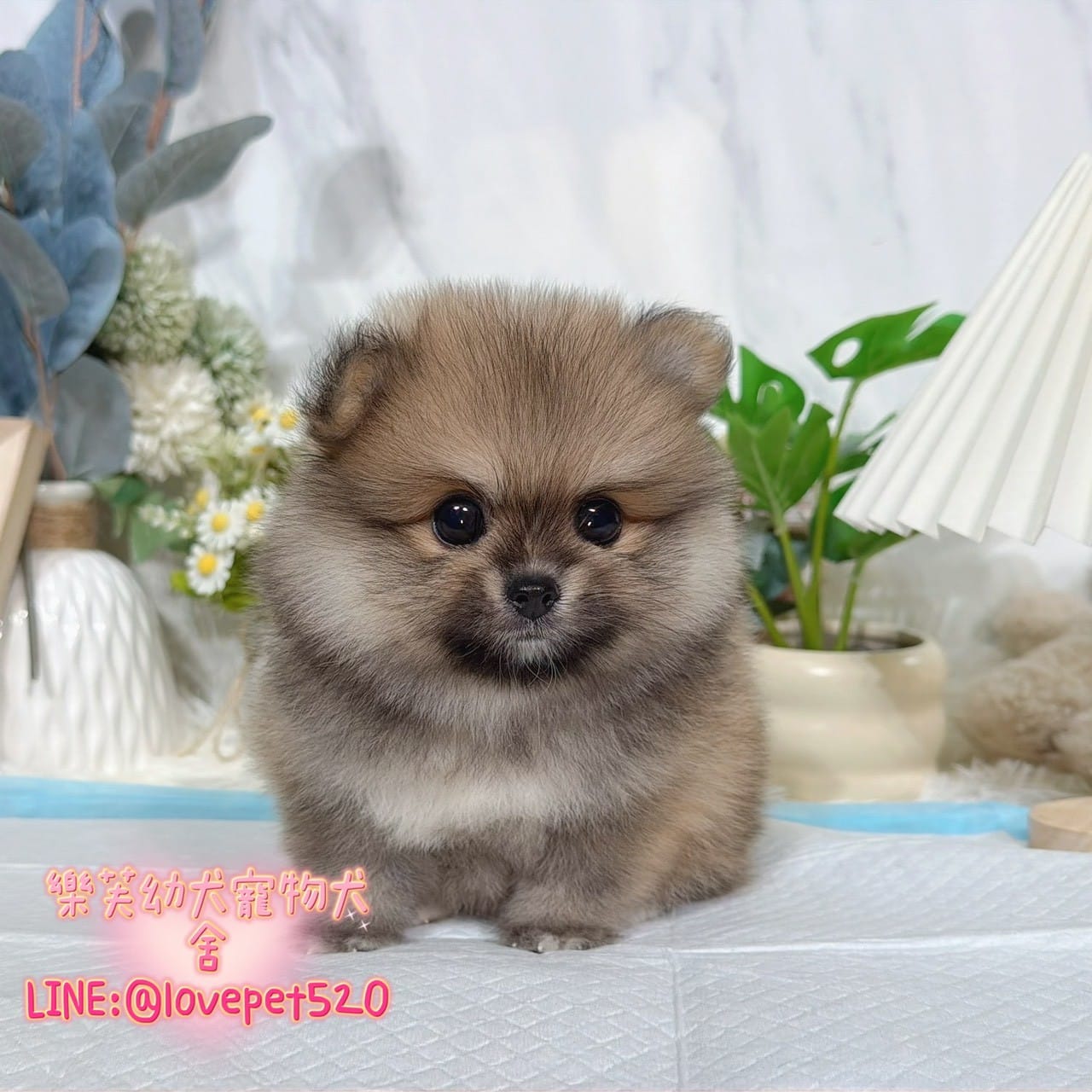 博美犬-樂芙幼犬寵物犬舍