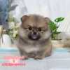 博美犬-樂芙幼犬寵物犬舍