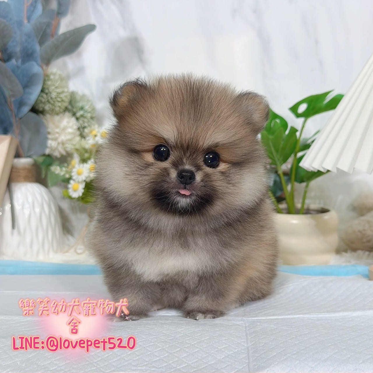 博美犬-樂芙幼犬寵物犬舍