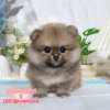 博美犬-樂芙幼犬寵物犬舍