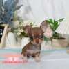 吉娃娃-樂芙幼犬寵物犬舍