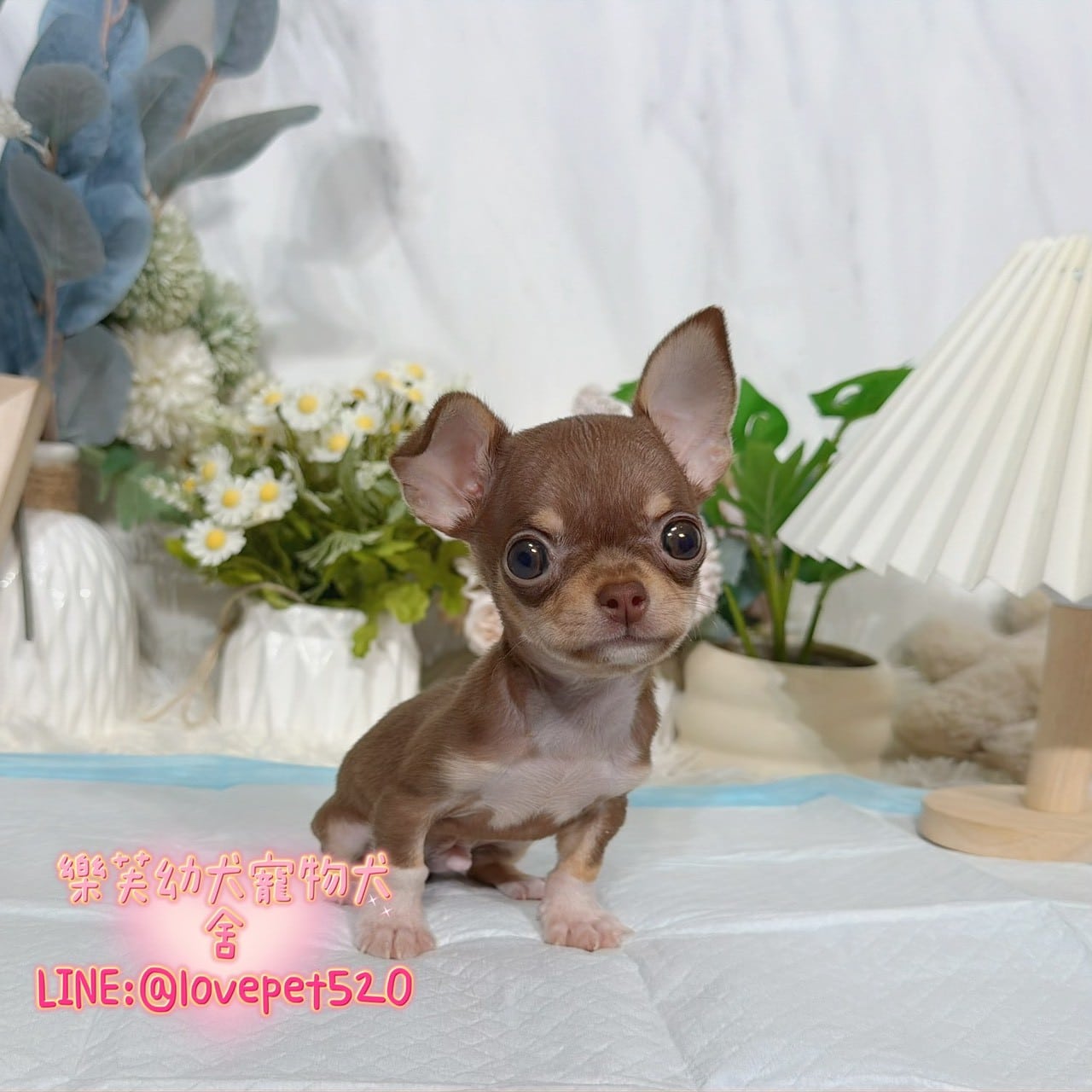 吉娃娃-樂芙幼犬寵物犬舍