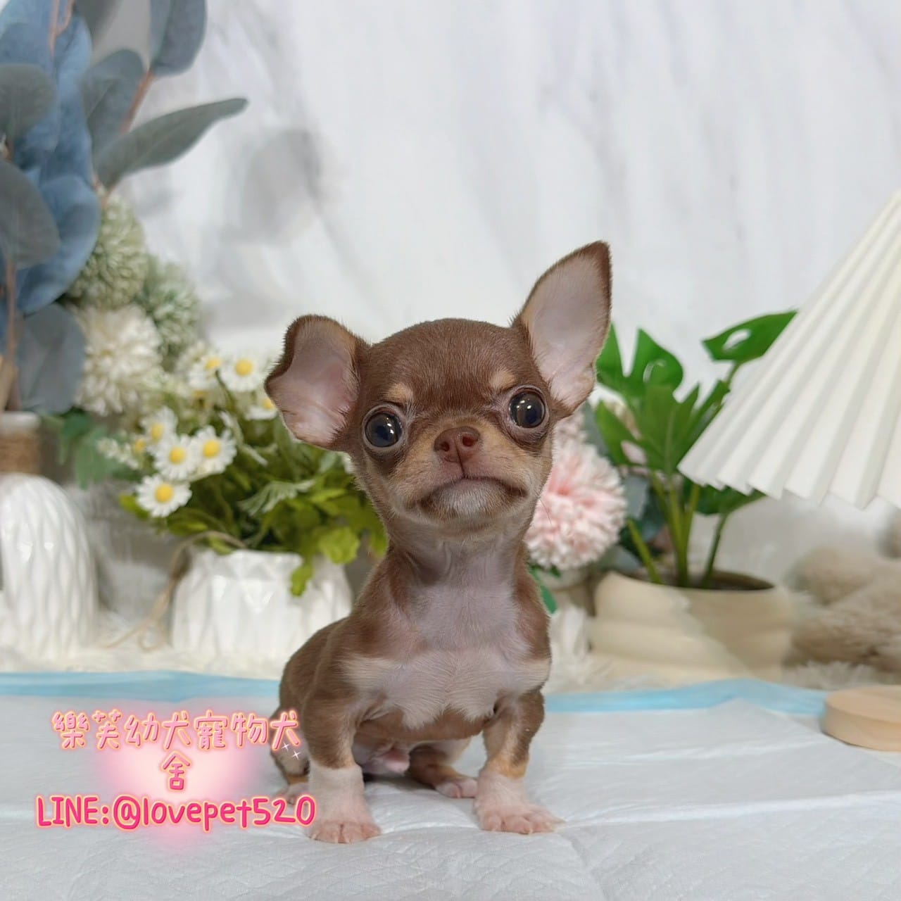 吉娃娃-樂芙幼犬寵物犬舍