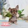 吉娃娃-樂芙幼犬寵物犬舍