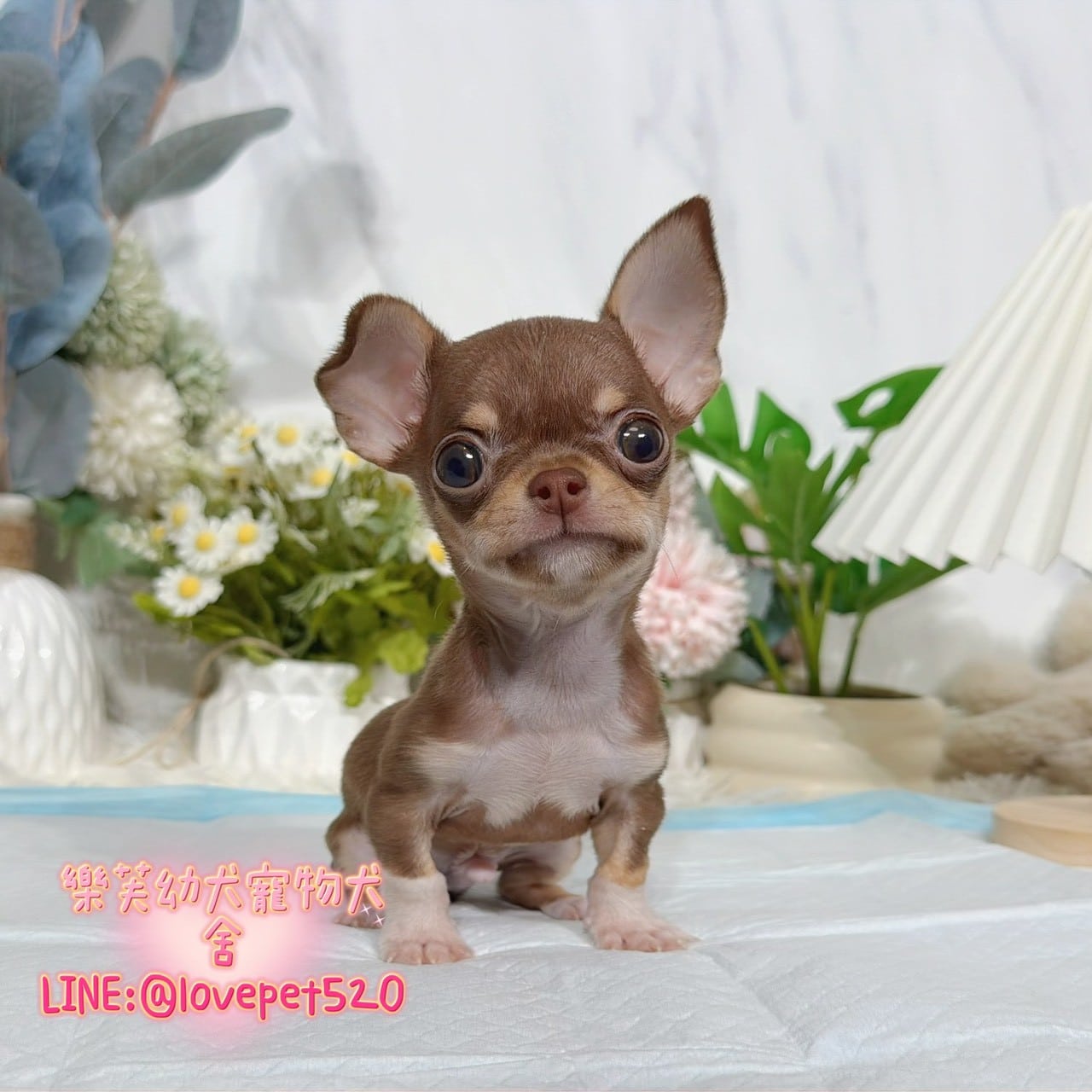 吉娃娃-樂芙幼犬寵物犬舍
