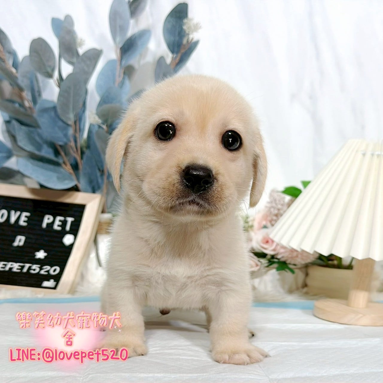 拉布拉多-樂芙幼犬寵物犬舍