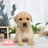 拉布拉多-樂芙幼犬寵物犬舍
