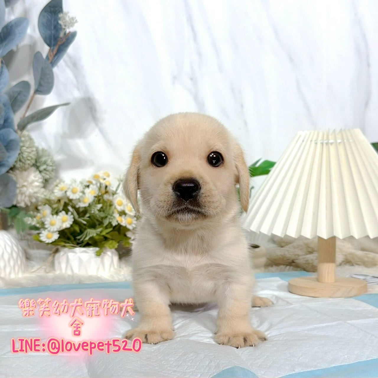 拉布拉多-樂芙幼犬寵物犬舍