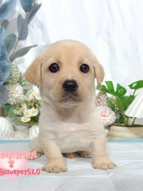 拉布拉多-樂芙幼犬寵物犬舍