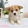 柯基犬-樂芙幼犬寵物犬舍