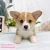柯基犬-樂芙幼犬寵物犬舍