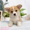 柯基犬-樂芙幼犬寵物犬舍