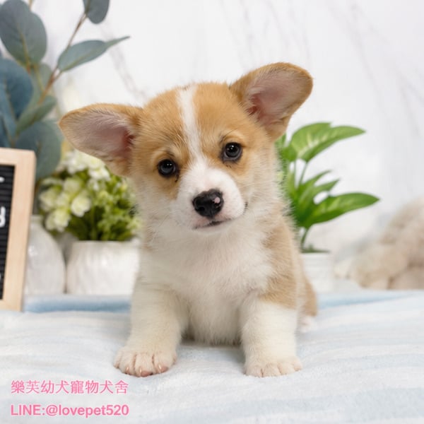 柯基犬-樂芙幼犬寵物犬舍