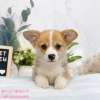 柯基犬-樂芙幼犬寵物犬舍