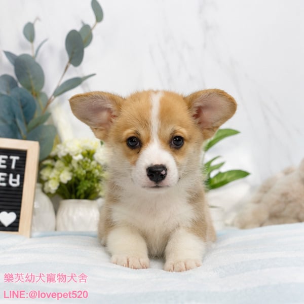 柯基犬-樂芙幼犬寵物犬舍