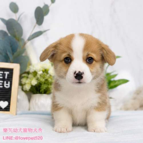 柯基犬-樂芙幼犬寵物犬舍