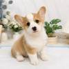 柯基犬-樂芙幼犬寵物犬舍