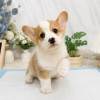 柯基犬-樂芙幼犬寵物犬舍