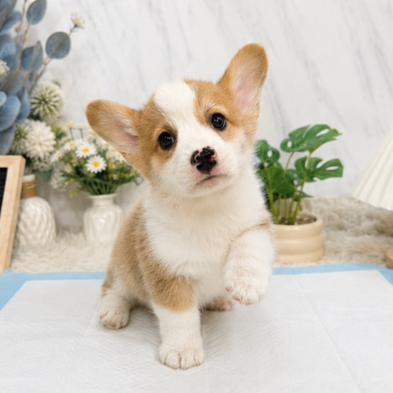 柯基犬-樂芙幼犬寵物犬舍