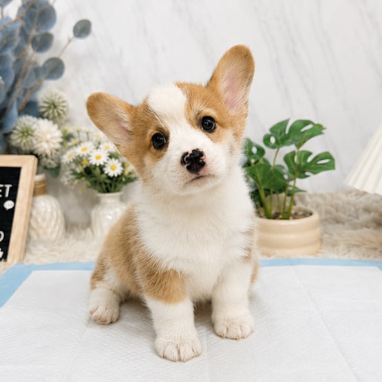 柯基犬-樂芙幼犬寵物犬舍