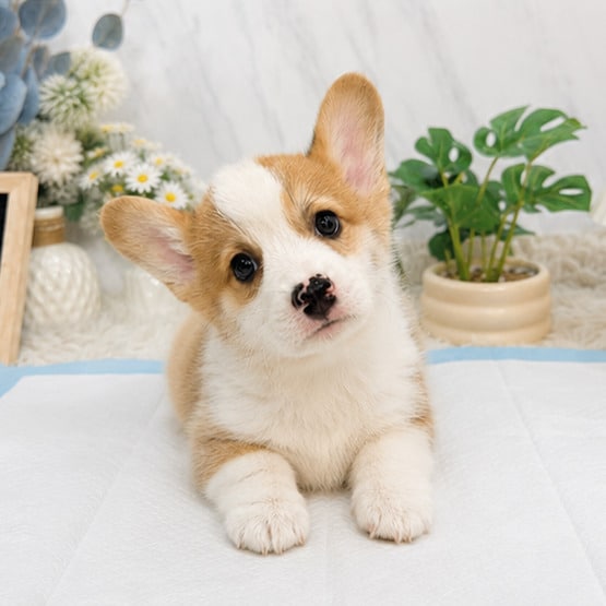 柯基犬-樂芙幼犬寵物犬舍
