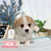 柯基犬-樂芙幼犬寵物犬舍