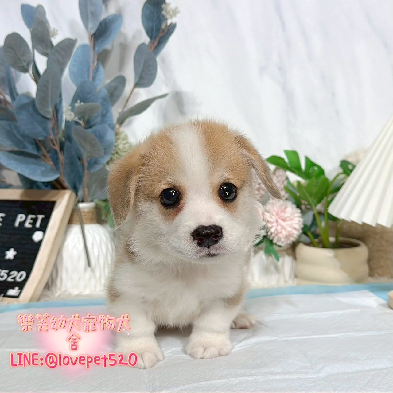 柯基犬-樂芙幼犬寵物犬舍