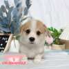 柯基犬-樂芙幼犬寵物犬舍