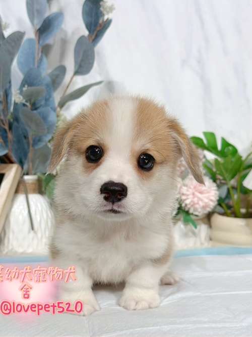 柯基犬-樂芙幼犬寵物犬舍
