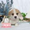 柯基犬-樂芙幼犬寵物犬舍