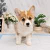 柯基犬-樂芙幼犬寵物犬舍
