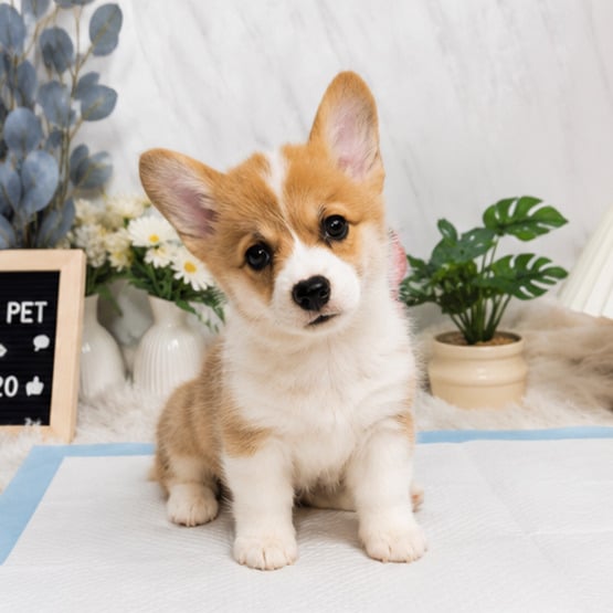 柯基犬-樂芙幼犬寵物犬舍