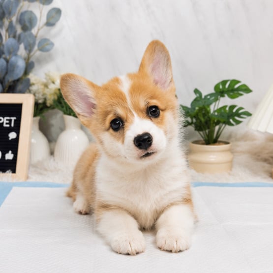 柯基犬-樂芙幼犬寵物犬舍